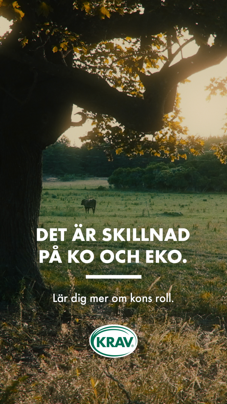 Skillnad på ko och eko Skillnad på ko och eko