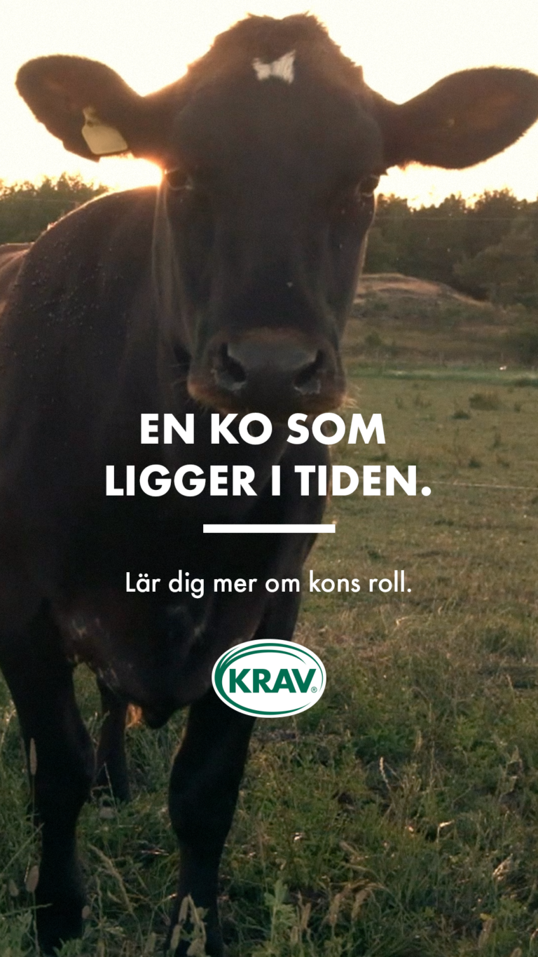 Ek ko som ligger i tiden